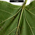 SpeciesSub: subsp. corinthiaca